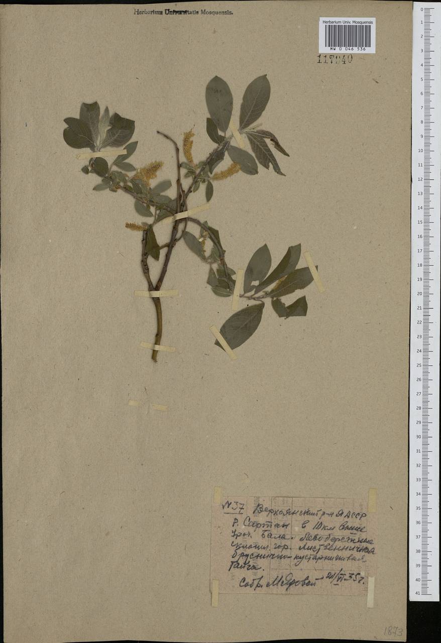 Salix bebbiana Sarg., Siberia, Yakutia (S5) (Russia)