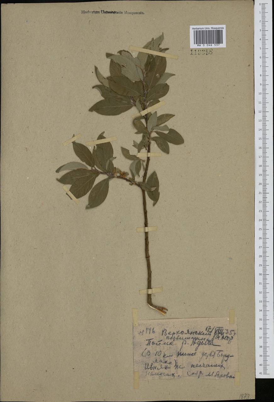 Salix bebbiana Sarg., Siberia, Yakutia (S5) (Russia)