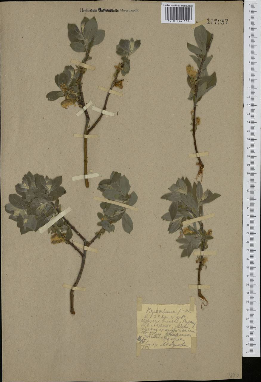 Salix bebbiana Sarg., Siberia, Yakutia (S5) (Russia)