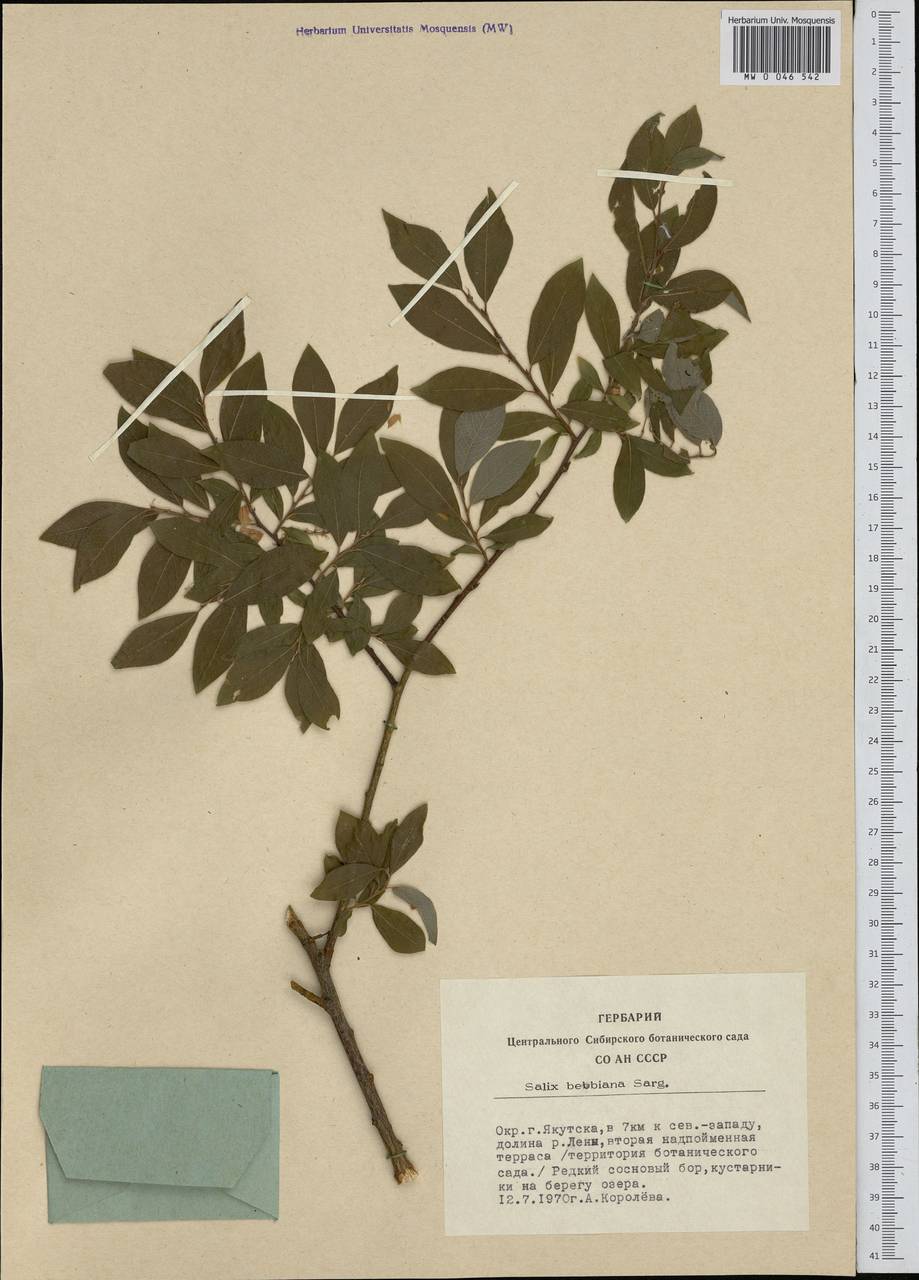 Salix bebbiana Sarg., Siberia, Yakutia (S5) (Russia)