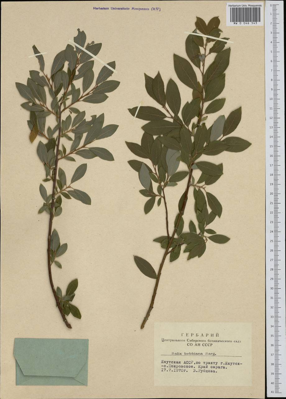 Salix bebbiana Sarg., Siberia, Yakutia (S5) (Russia)