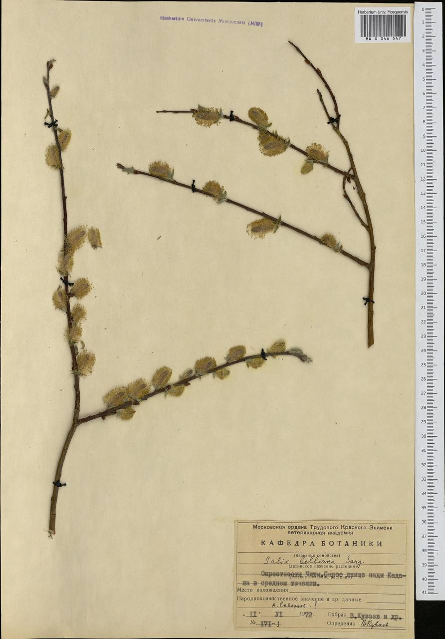 Salix bebbiana Sarg., Siberia, Baikal & Transbaikal region (S4) (Russia)