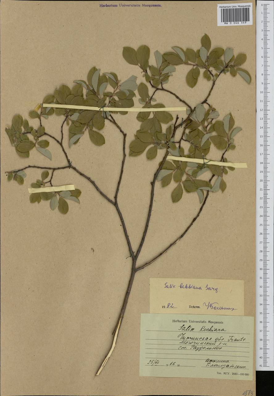 Salix bebbiana Sarg., Siberia, Baikal & Transbaikal region (S4) (Russia)