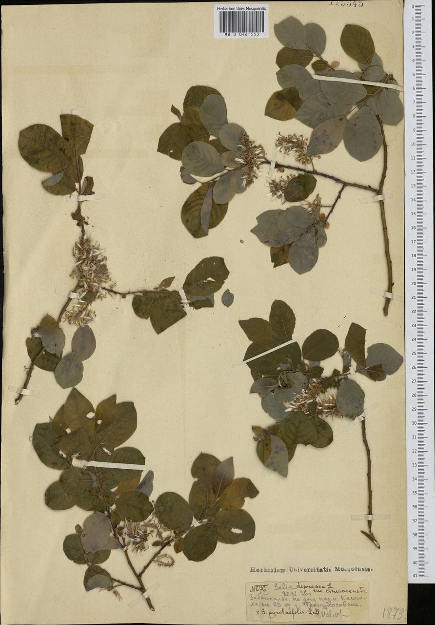 Salix bebbiana Sarg., Siberia, Baikal & Transbaikal region (S4) (Russia)