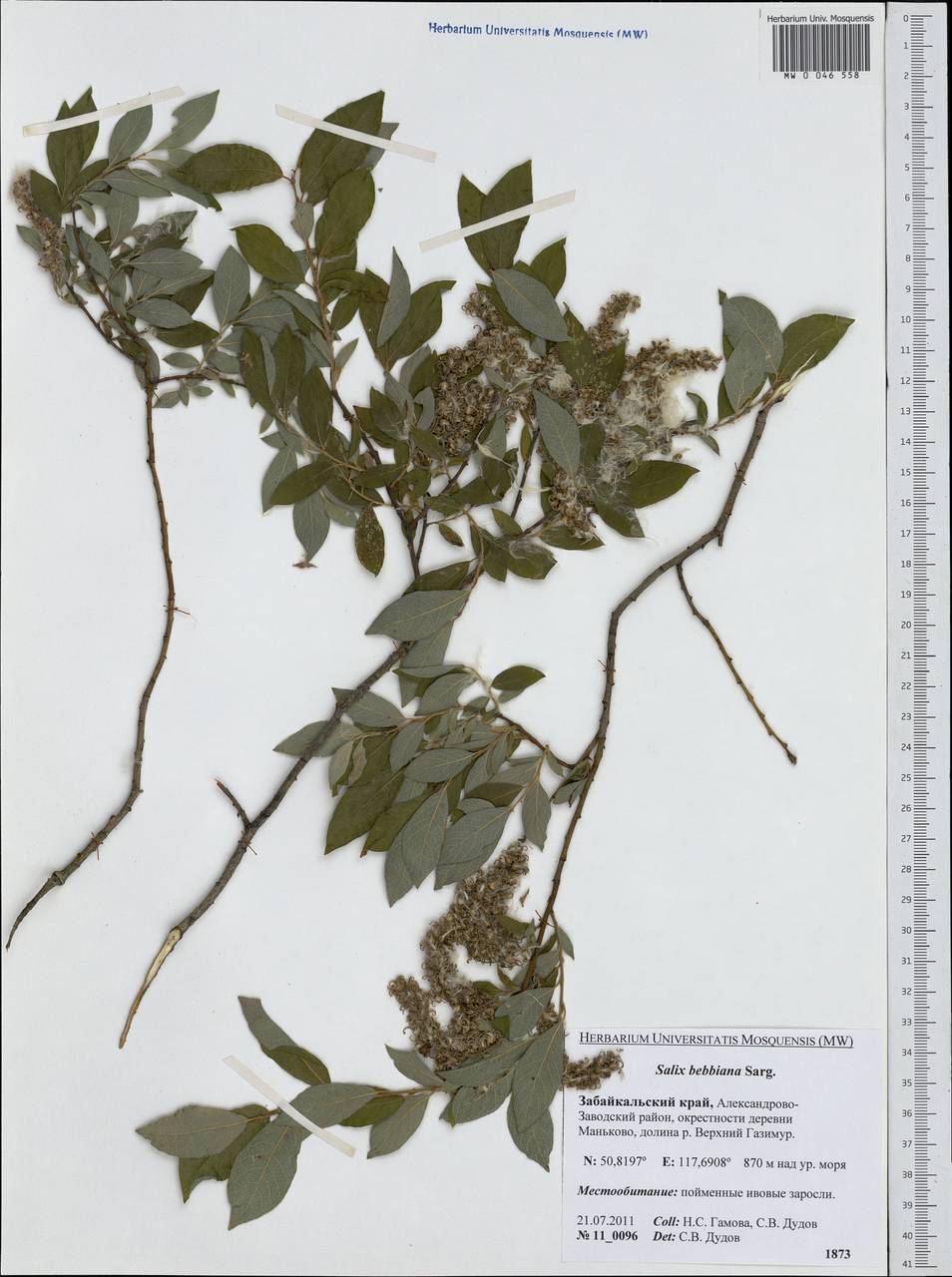 Salix bebbiana Sarg., Siberia, Baikal & Transbaikal region (S4) (Russia)