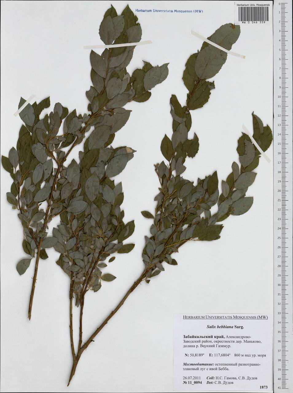 Salix bebbiana Sarg., Siberia, Baikal & Transbaikal region (S4) (Russia)