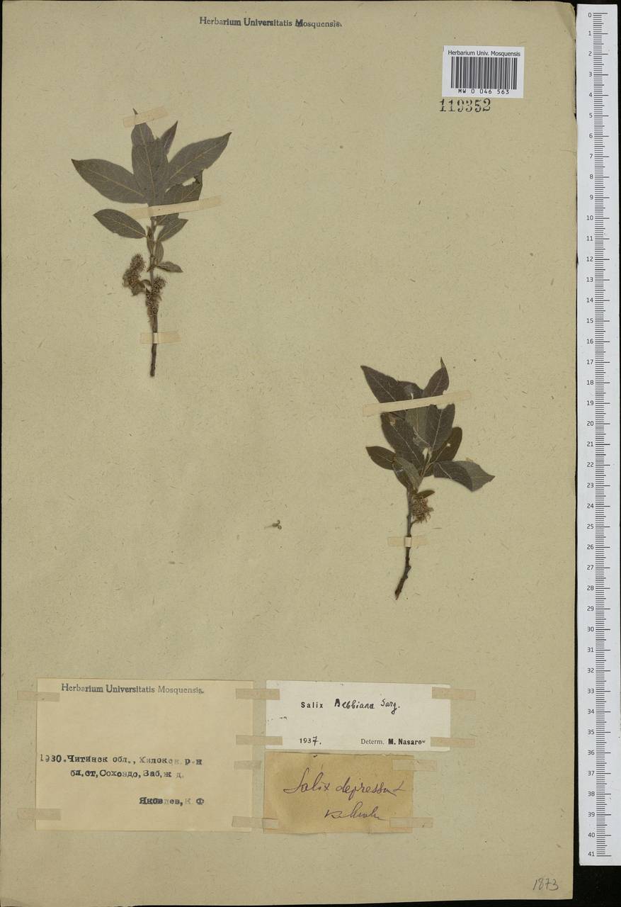 Salix bebbiana Sarg., Siberia, Baikal & Transbaikal region (S4) (Russia)