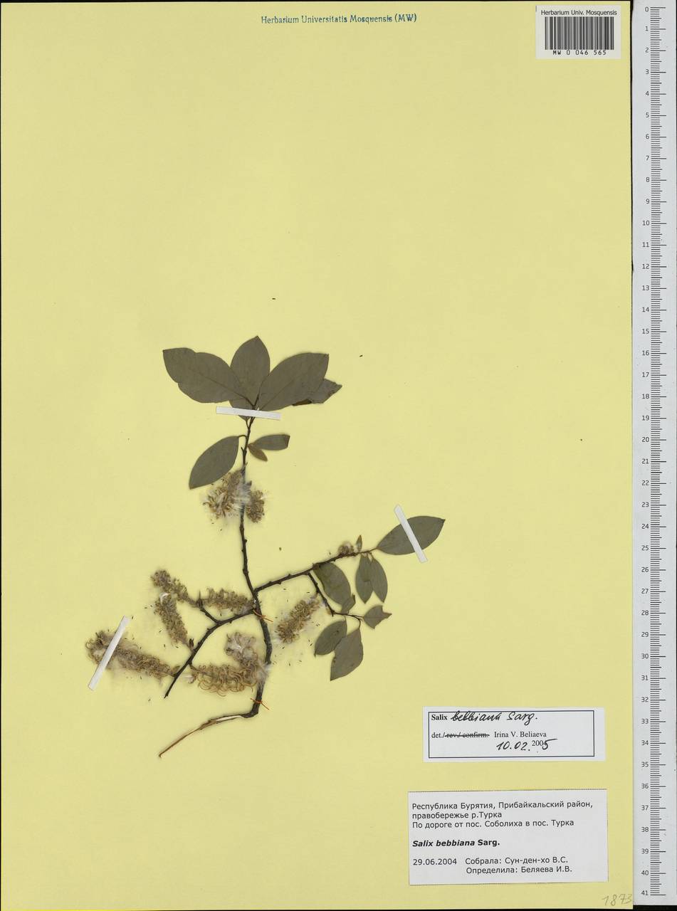 Salix bebbiana Sarg., Siberia, Baikal & Transbaikal region (S4) (Russia)