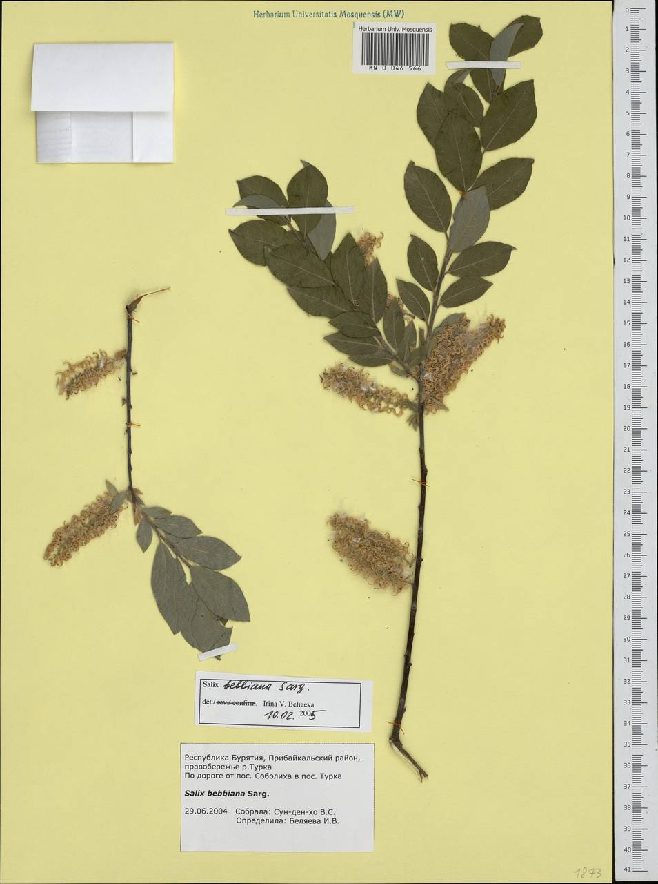 Salix bebbiana Sarg., Siberia, Baikal & Transbaikal region (S4) (Russia)