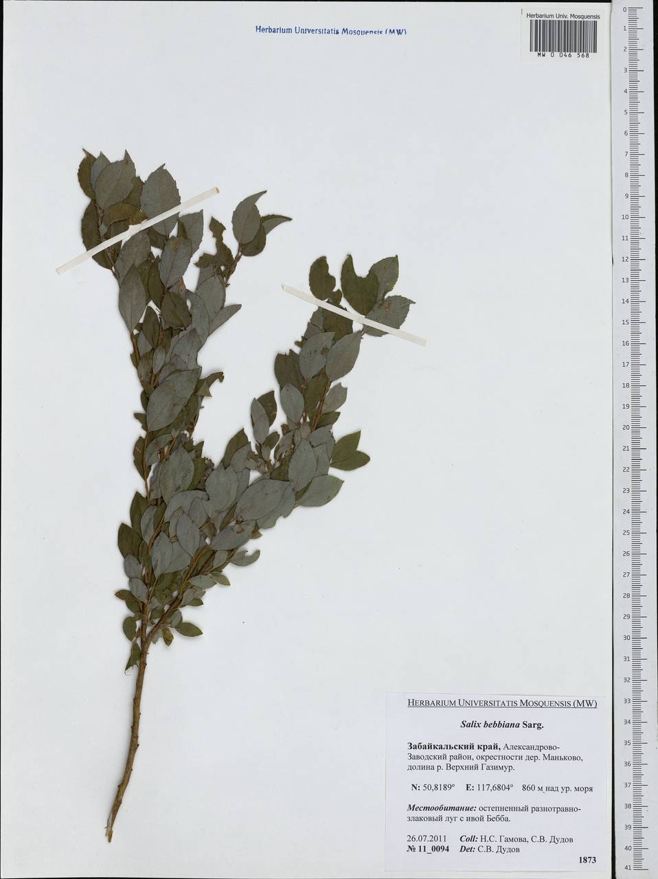 Salix bebbiana Sarg., Siberia, Baikal & Transbaikal region (S4) (Russia)