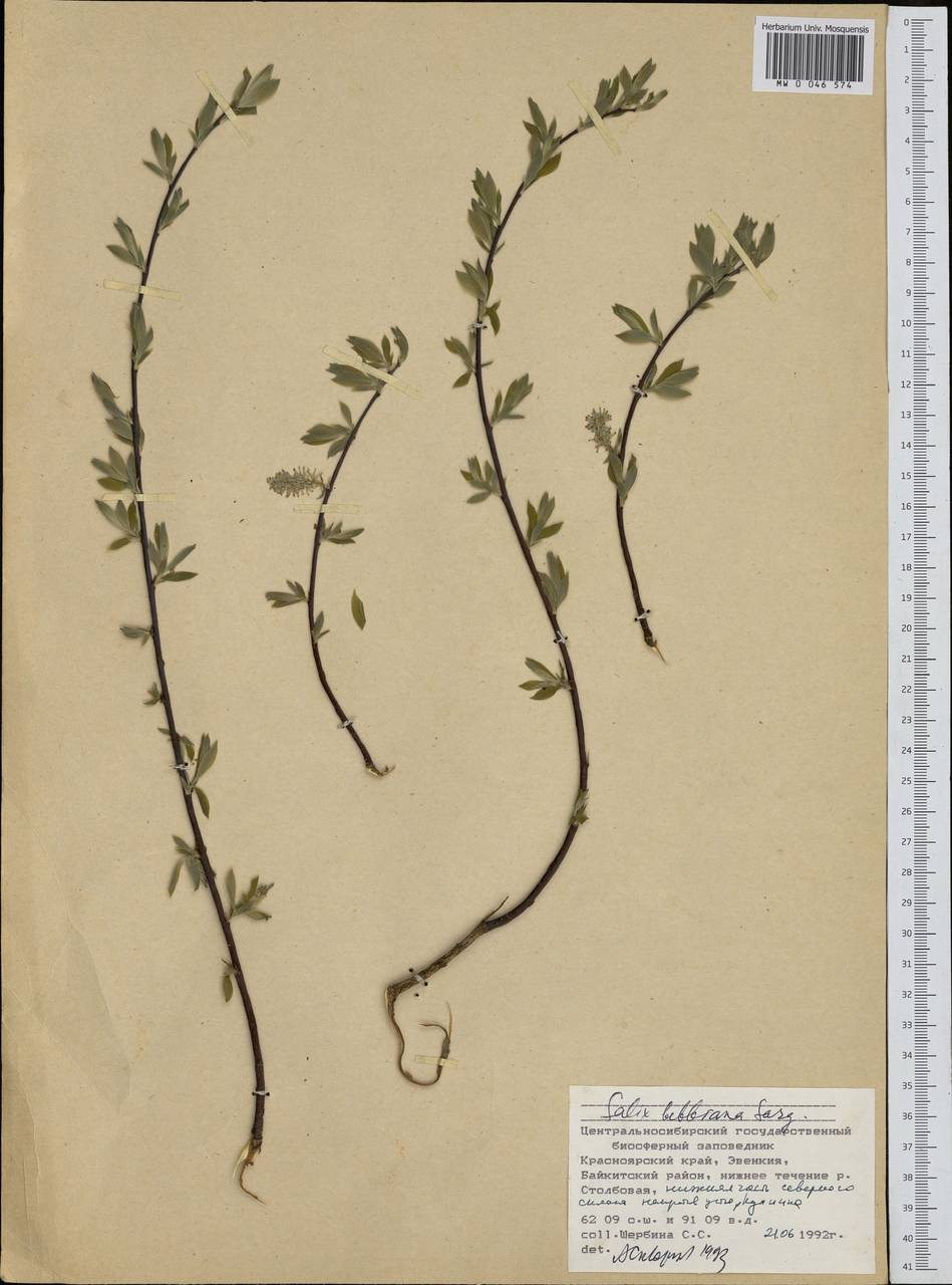 Salix bebbiana Sarg., Siberia, Central Siberia (S3) (Russia)