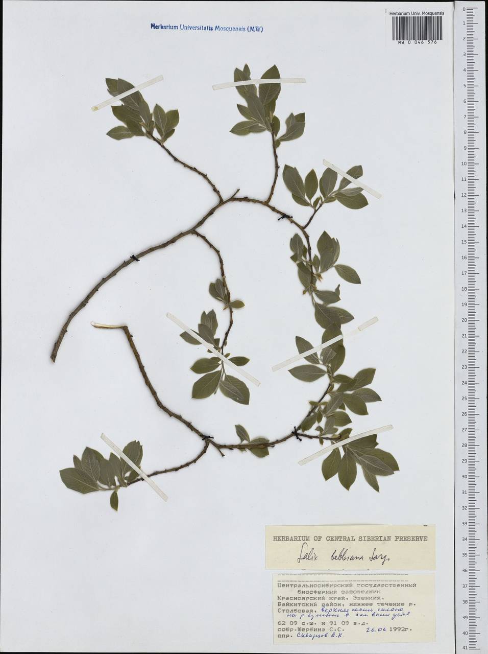 Salix bebbiana Sarg., Siberia, Central Siberia (S3) (Russia)