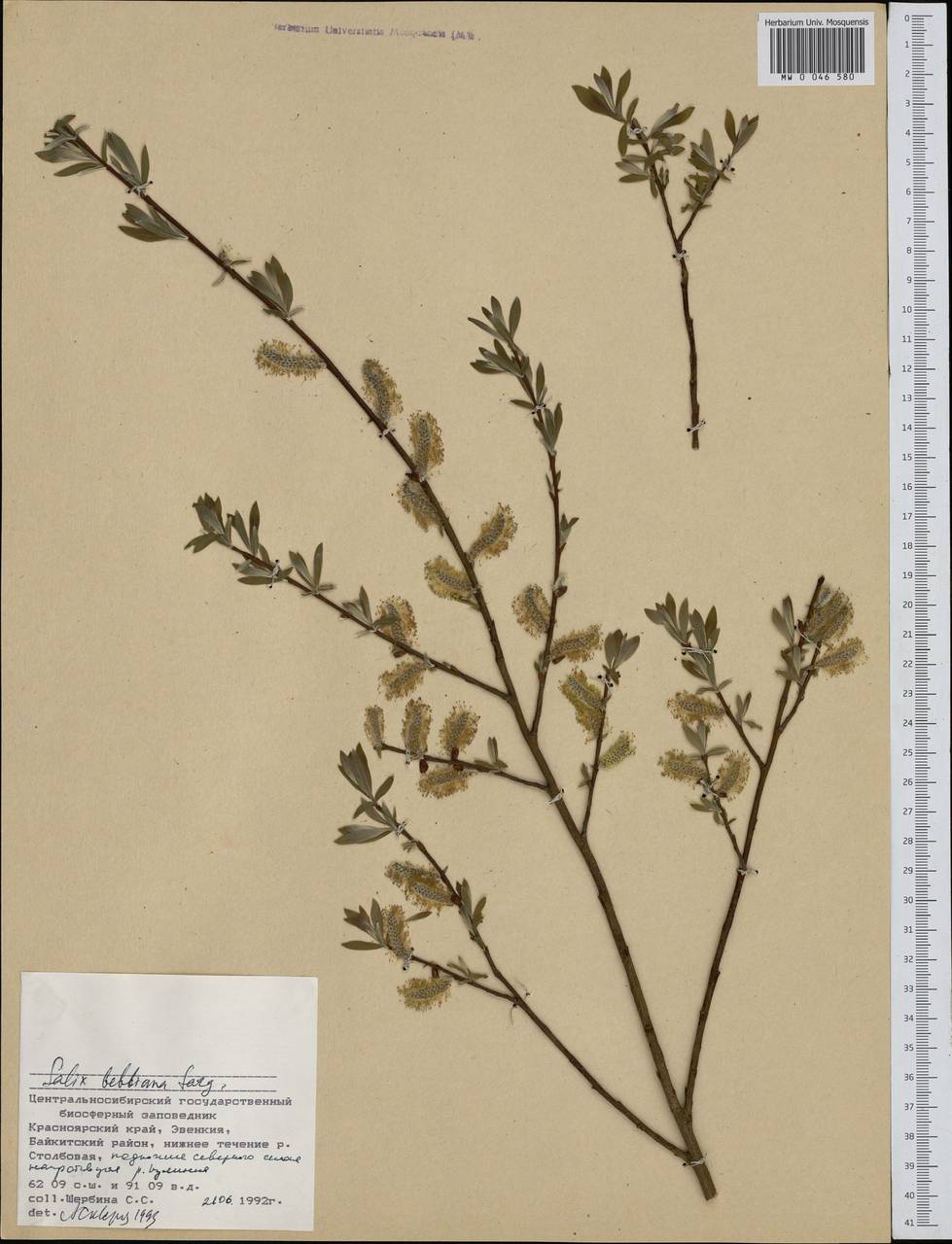 Salix bebbiana Sarg., Siberia, Central Siberia (S3) (Russia)