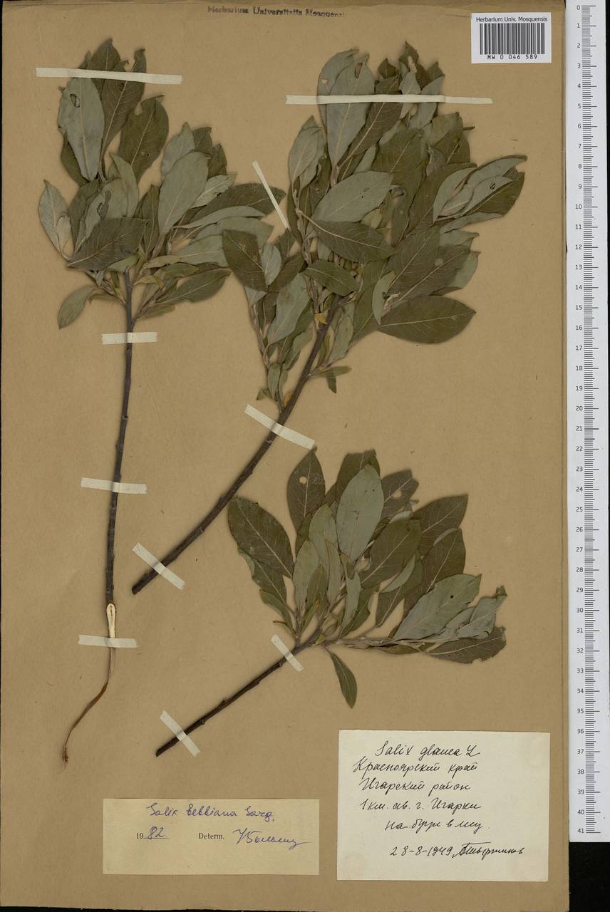 Salix bebbiana Sarg., Siberia, Central Siberia (S3) (Russia)