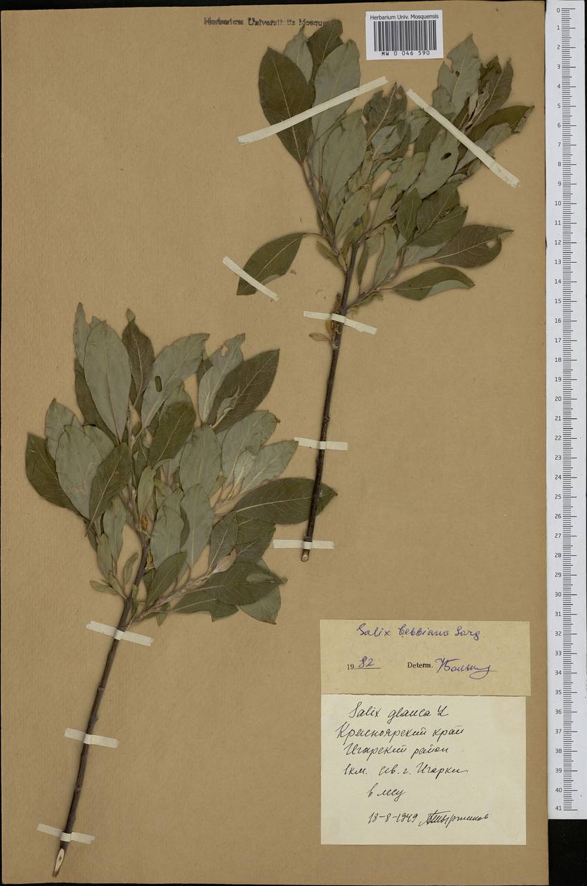 Salix bebbiana Sarg., Siberia, Central Siberia (S3) (Russia)