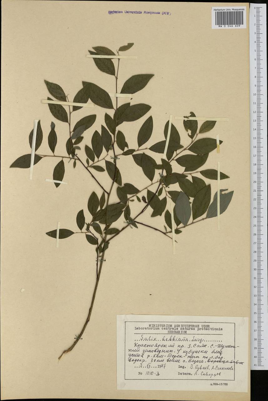 Salix bebbiana Sarg., Siberia, Altai & Sayany Mountains (S2) (Russia)