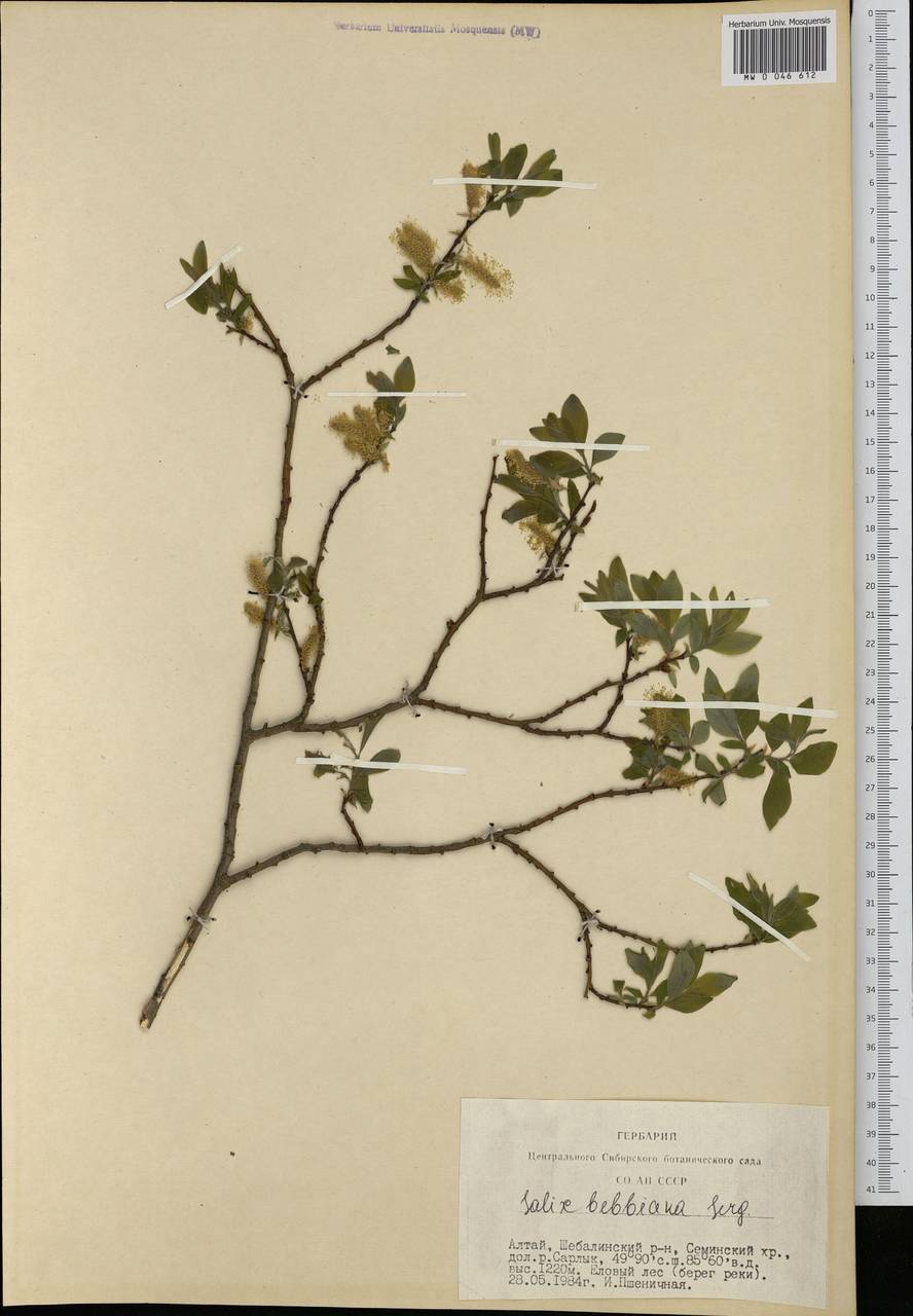 Salix bebbiana Sarg., Siberia, Altai & Sayany Mountains (S2) (Russia)