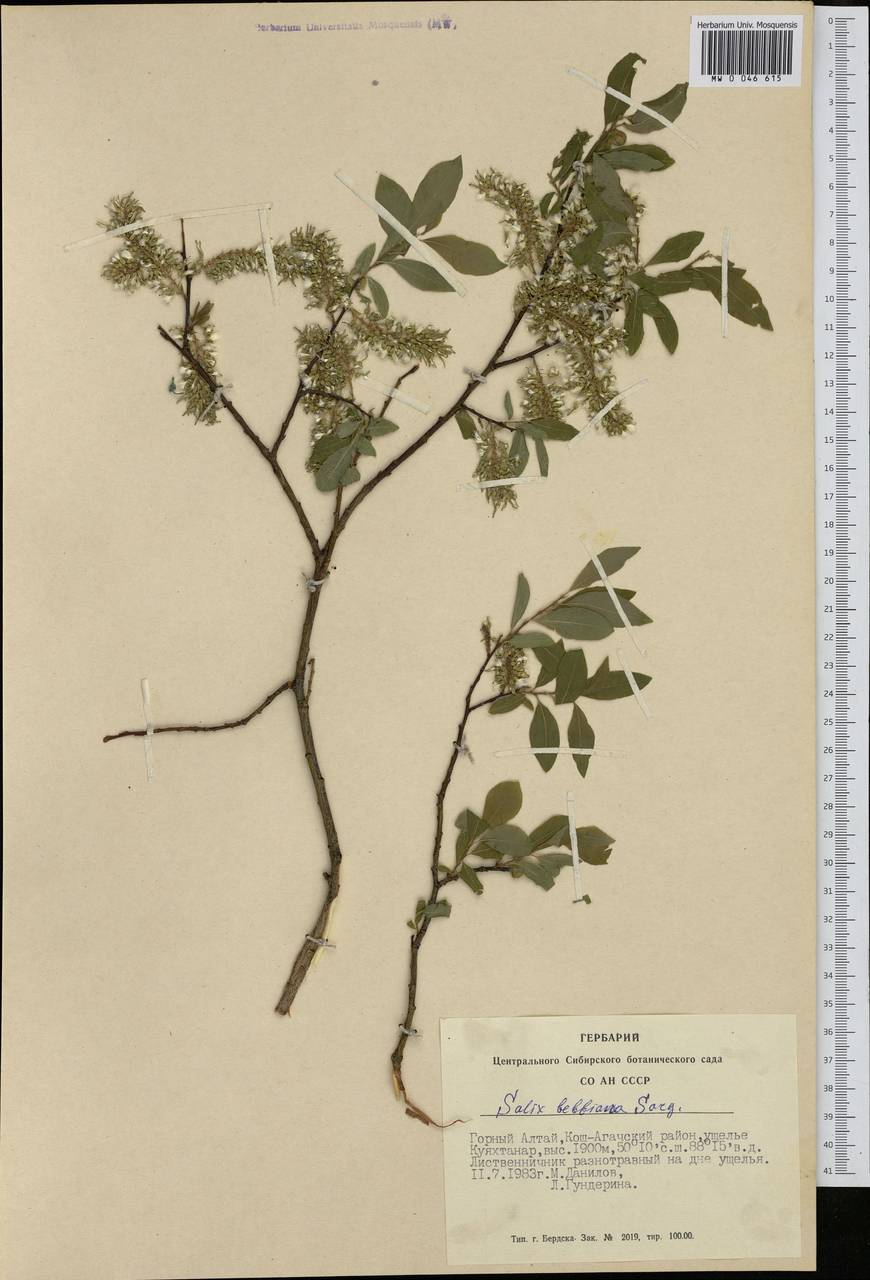 Salix bebbiana Sarg., Siberia, Altai & Sayany Mountains (S2) (Russia)