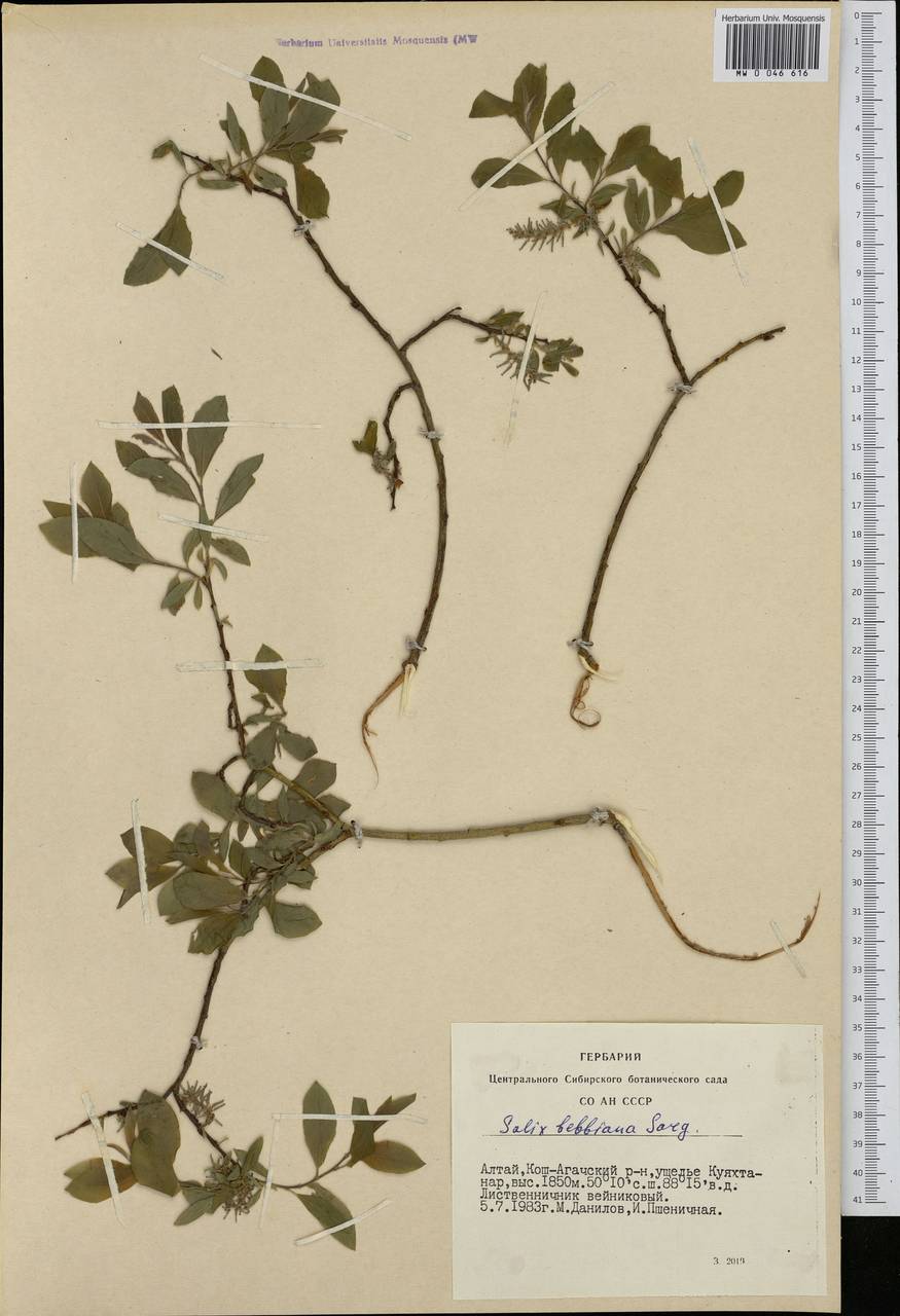 Salix bebbiana Sarg., Siberia, Altai & Sayany Mountains (S2) (Russia)