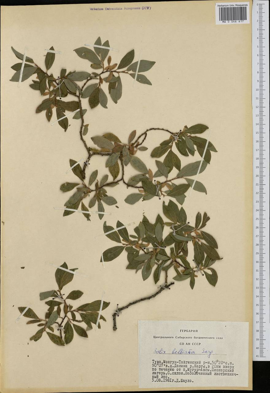 Salix bebbiana Sarg., Siberia, Altai & Sayany Mountains (S2) (Russia)