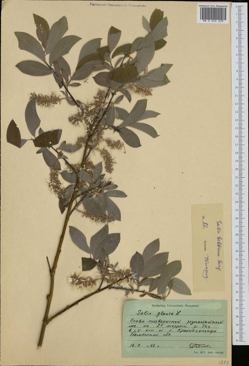 Salix bebbiana Sarg., Siberia, Western Siberia (S1) (Russia)