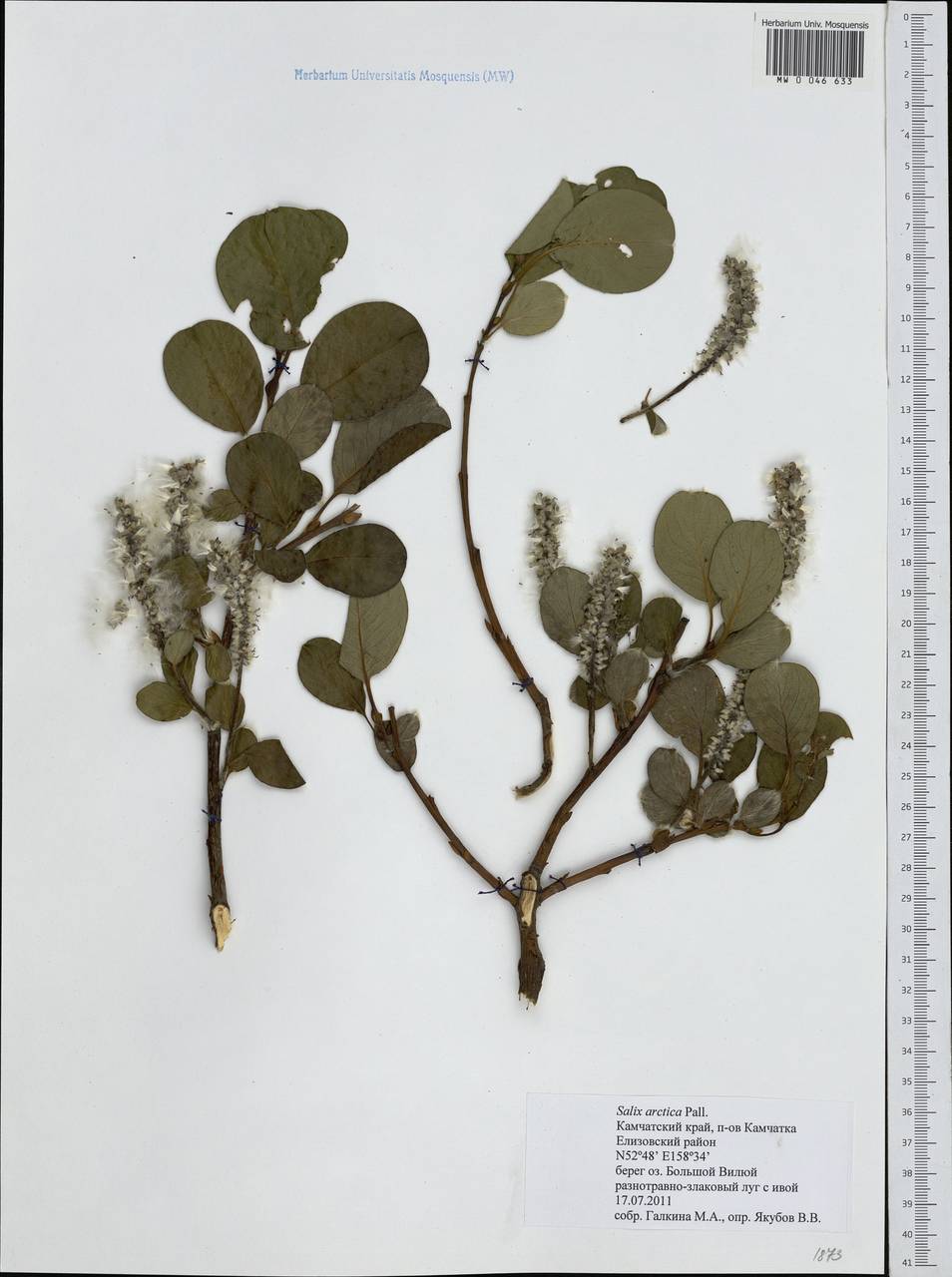 Salix arctica, Siberia, Chukotka & Kamchatka (S7) (Russia)