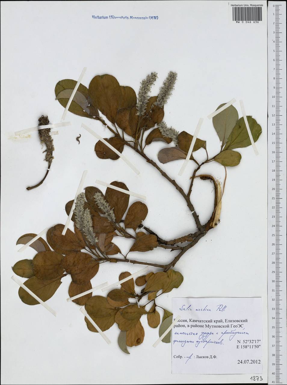 Salix arctica, Siberia, Chukotka & Kamchatka (S7) (Russia)