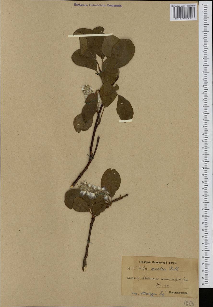 Salix arctica, Siberia, Chukotka & Kamchatka (S7) (Russia)