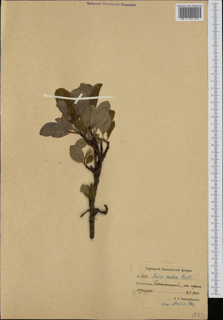 Salix arctica, Siberia, Chukotka & Kamchatka (S7) (Russia)