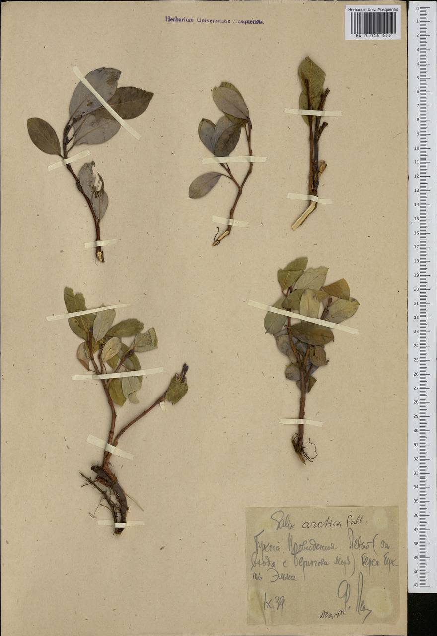 Salix arctica, Siberia, Chukotka & Kamchatka (S7) (Russia)