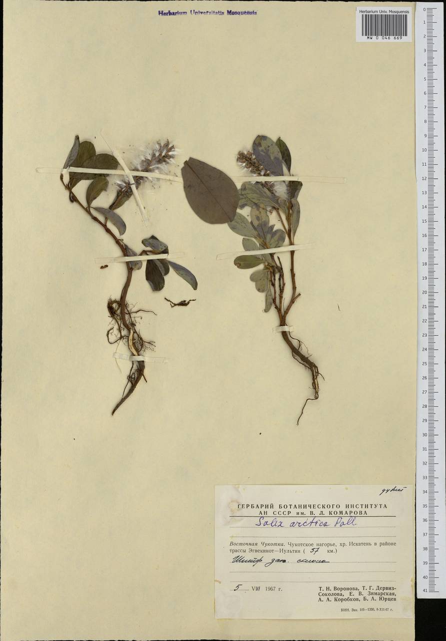 Salix arctica Pall., Siberia, Chukotka & Kamchatka (S7) (Russia)