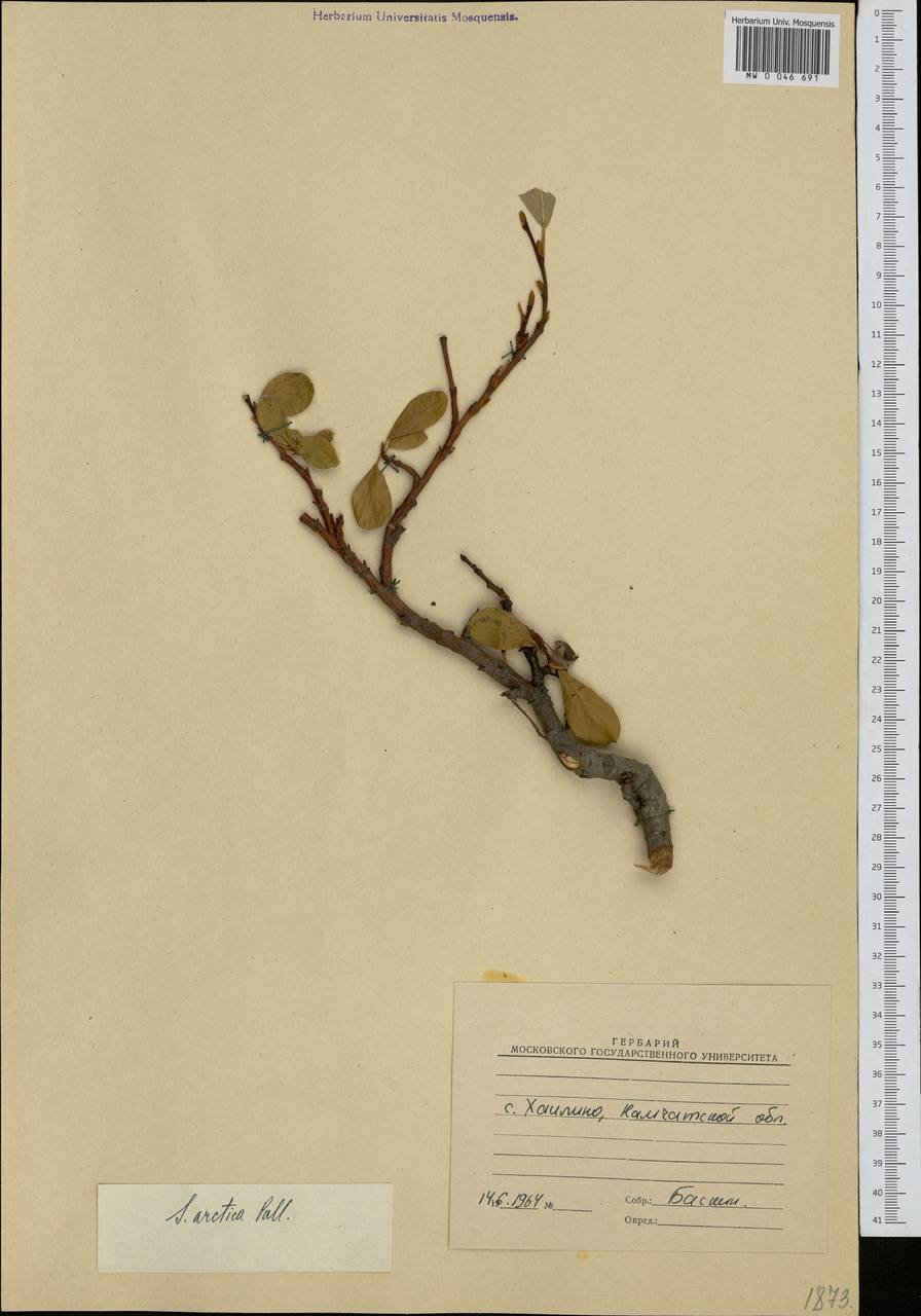 Salix arctica Pall., Siberia, Chukotka & Kamchatka (S7) (Russia)