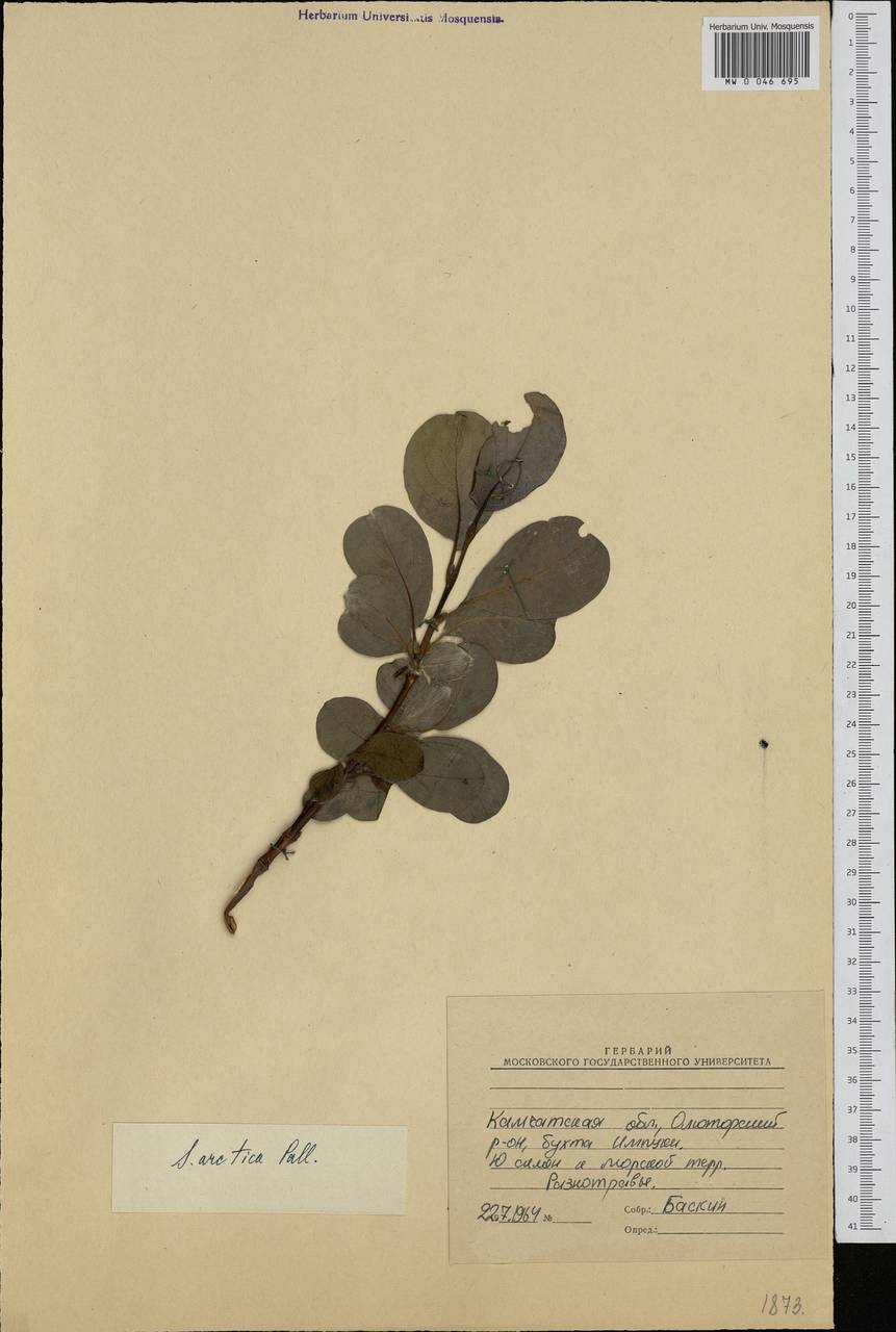 Salix arctica Pall., Siberia, Chukotka & Kamchatka (S7) (Russia)
