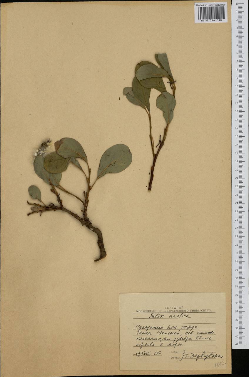 Salix arctica, Siberia, Chukotka & Kamchatka (S7) (Russia)