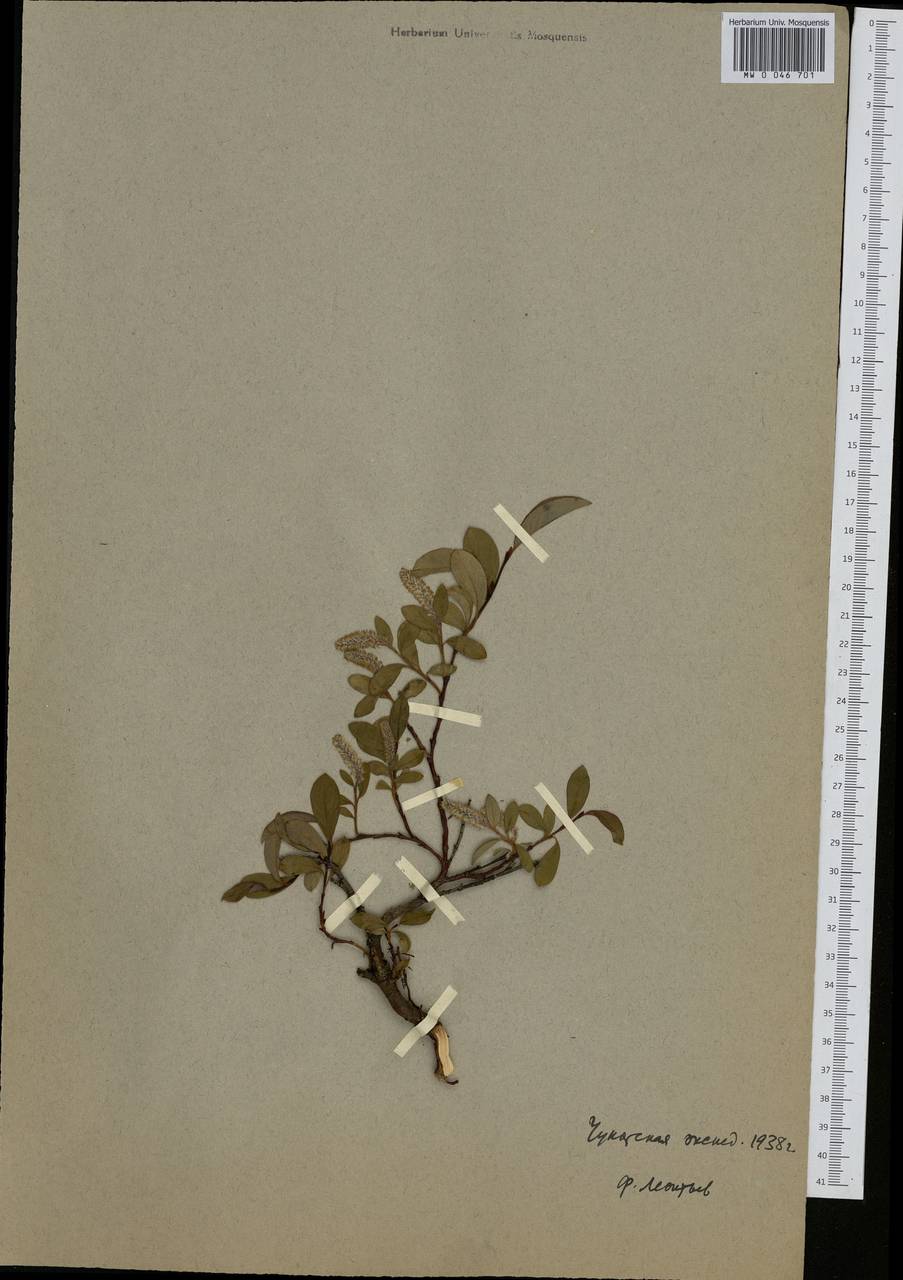 Salix arctica, Siberia, Chukotka & Kamchatka (S7) (Russia)