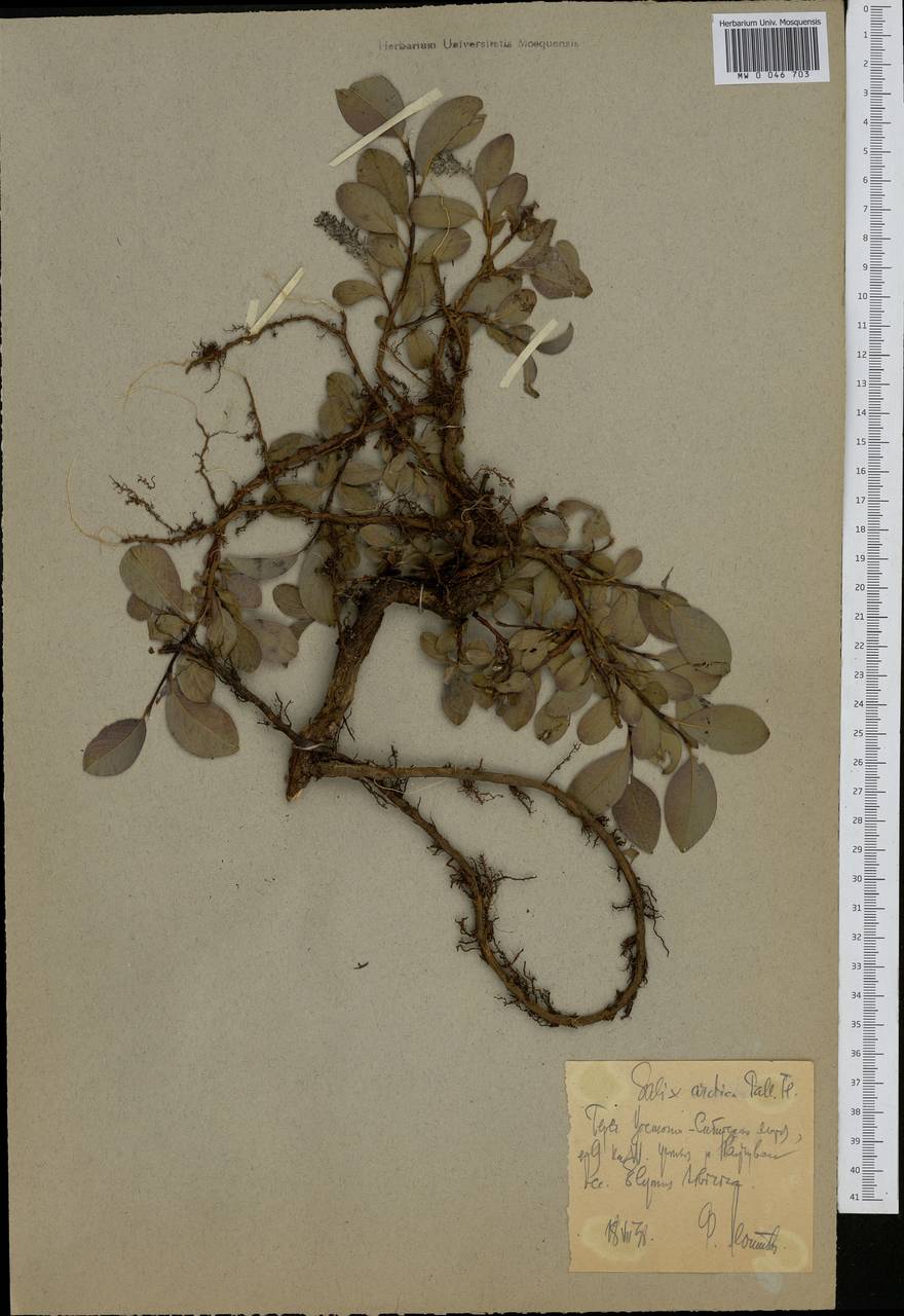 Salix arctica, Siberia, Chukotka & Kamchatka (S7) (Russia)