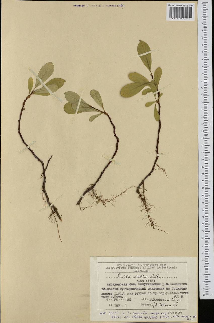 Salix arctica, Siberia, Chukotka & Kamchatka (S7) (Russia)