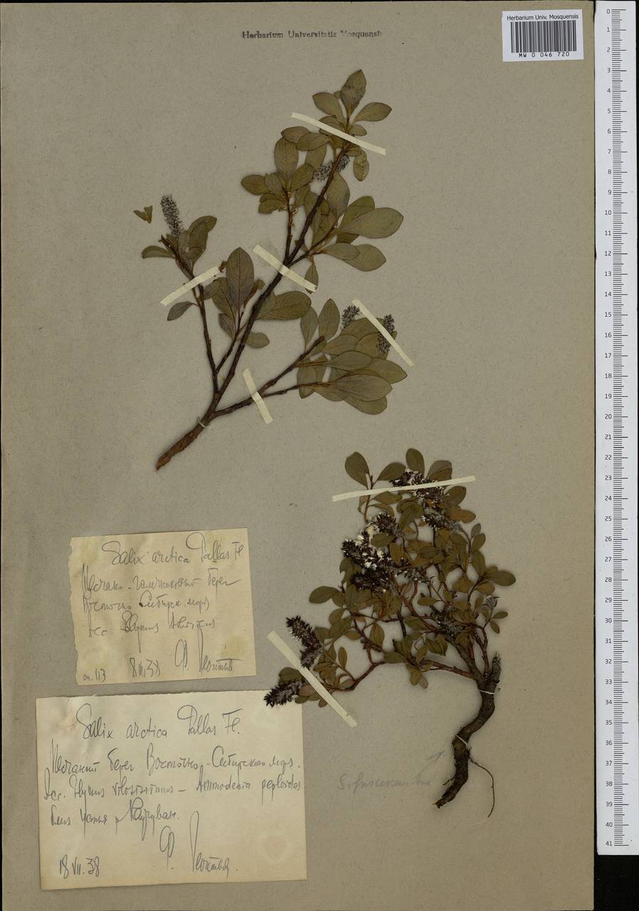 Salix arctica Pall., Siberia, Chukotka & Kamchatka (S7) (Russia)