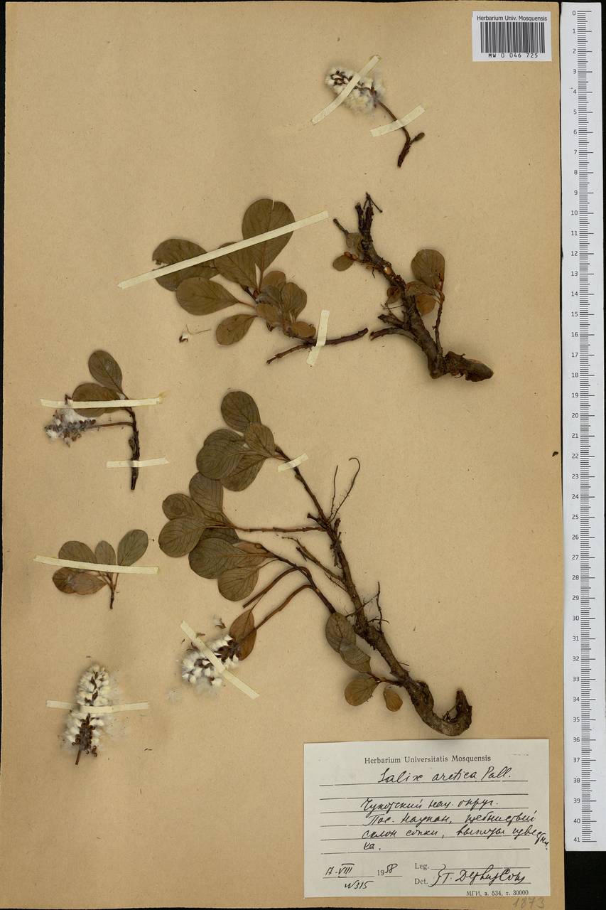 Salix arctica Pall., Siberia, Chukotka & Kamchatka (S7) (Russia)