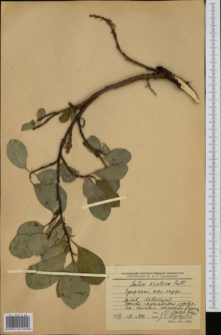 Salix arctica Pall., Siberia, Chukotka & Kamchatka (S7) (Russia)