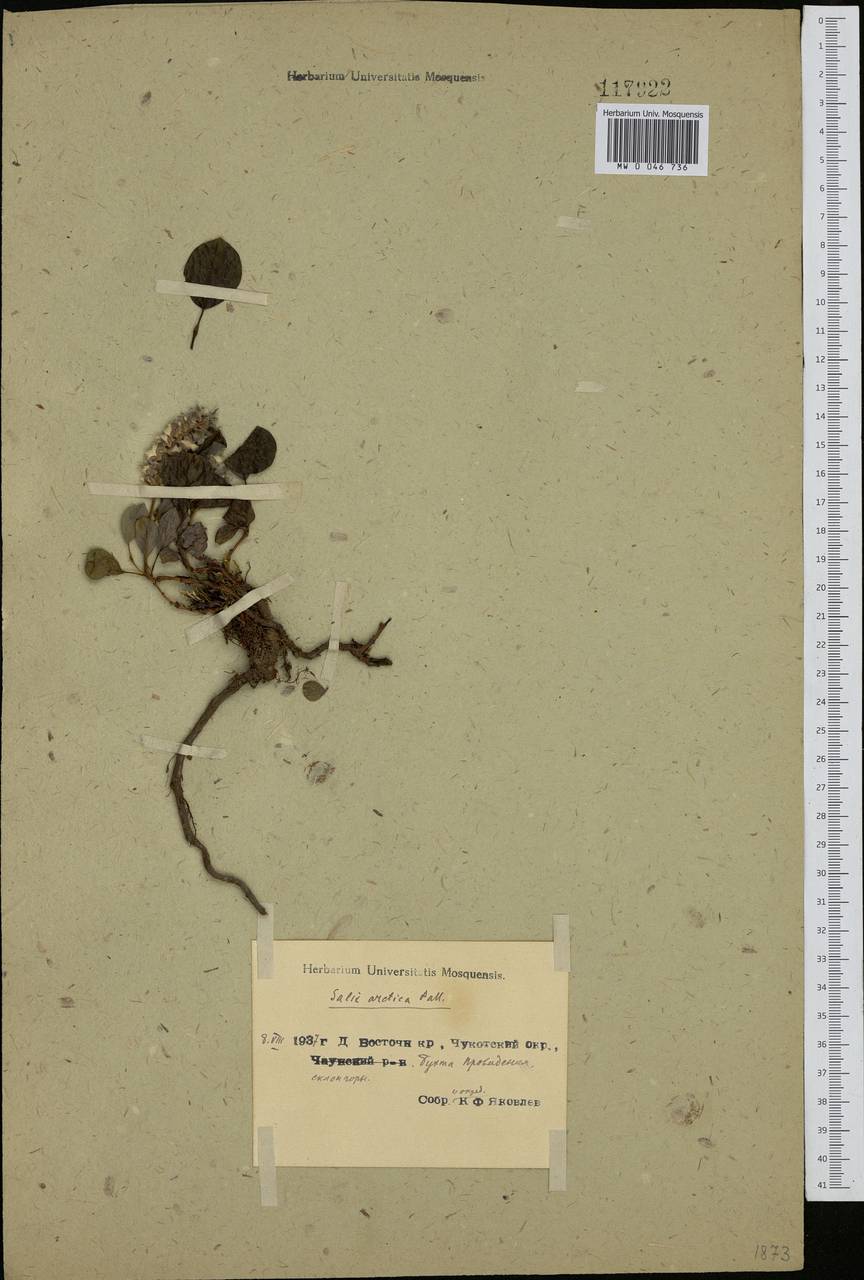 Salix arctica, Siberia, Chukotka & Kamchatka (S7) (Russia)