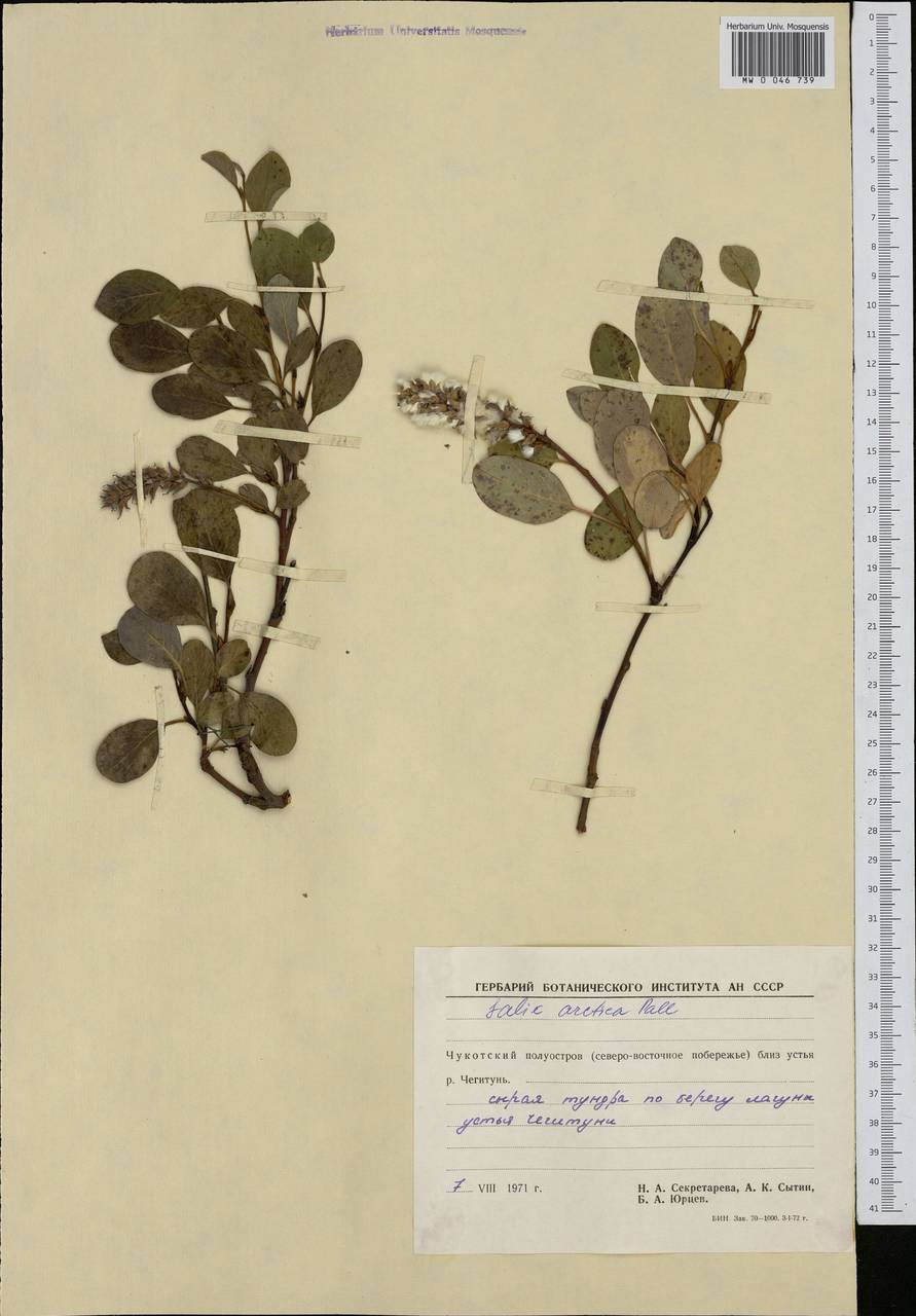 Salix arctica, Siberia, Chukotka & Kamchatka (S7) (Russia)