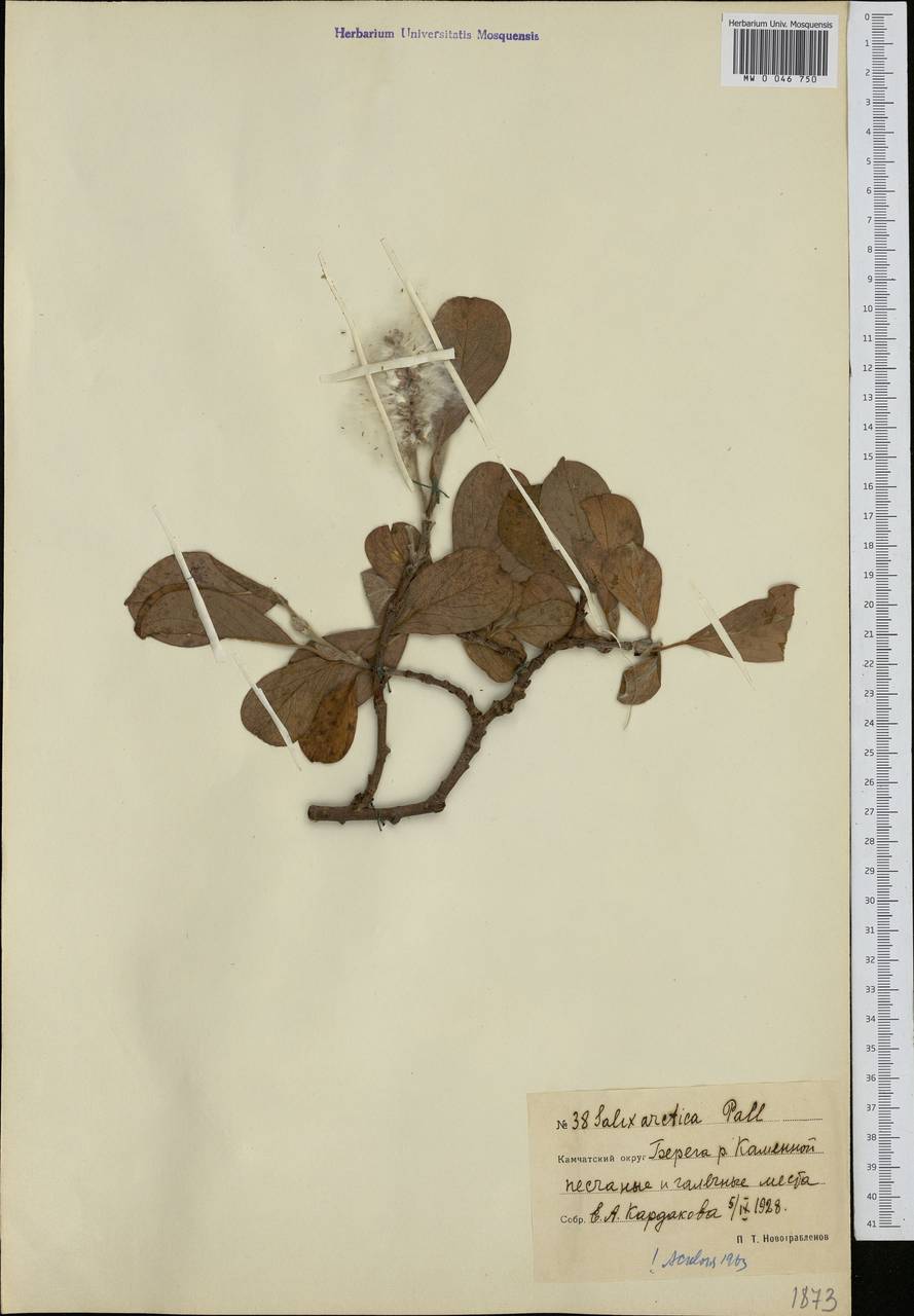 Salix arctica Pall., Siberia, Chukotka & Kamchatka (S7) (Russia)