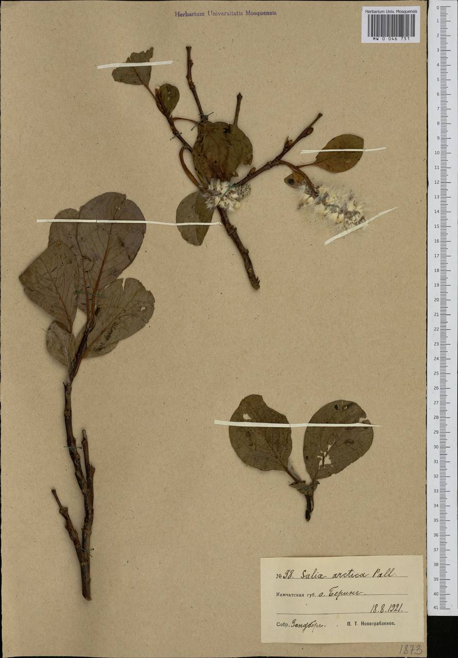 Salix arctica Pall., Siberia, Chukotka & Kamchatka (S7) (Russia)