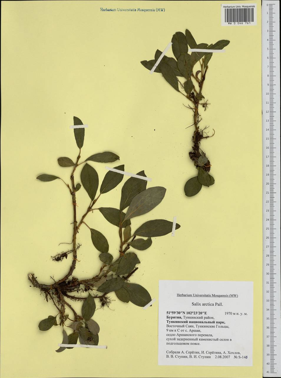 Salix arctica, Siberia, Baikal & Transbaikal region (S4) (Russia)