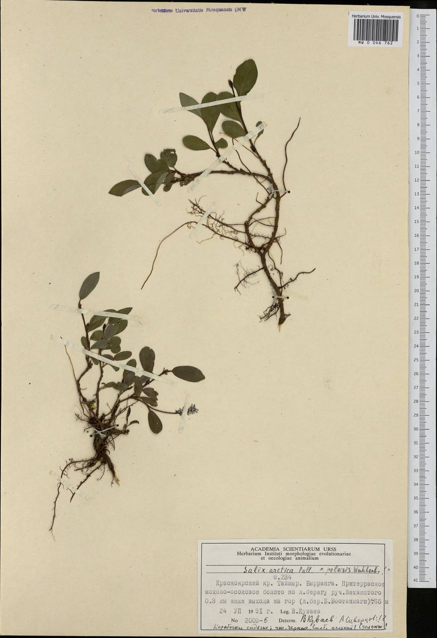 Salix arctica, Siberia, Central Siberia (S3) (Russia)