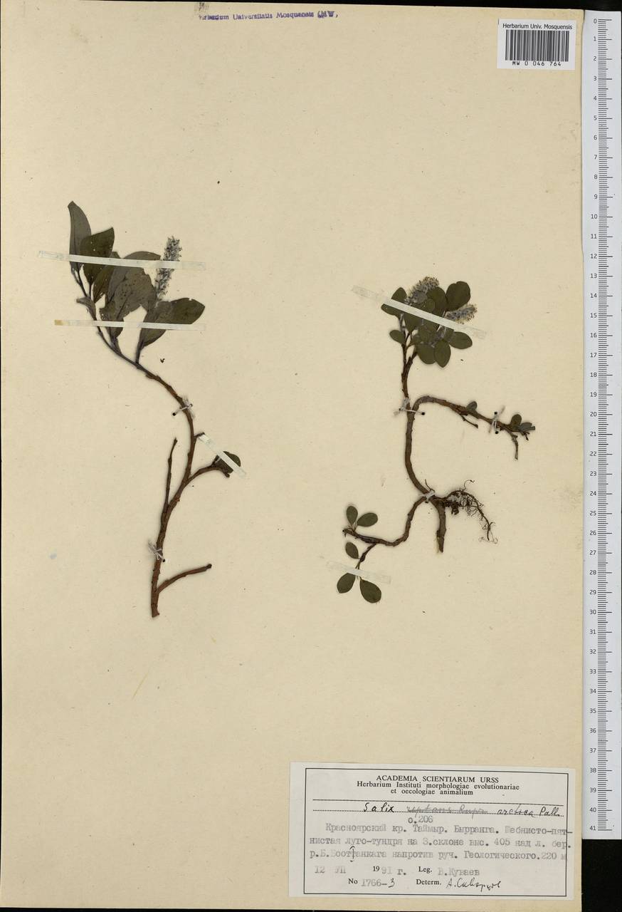 Salix arctica Pall., Siberia, Central Siberia (S3) (Russia)