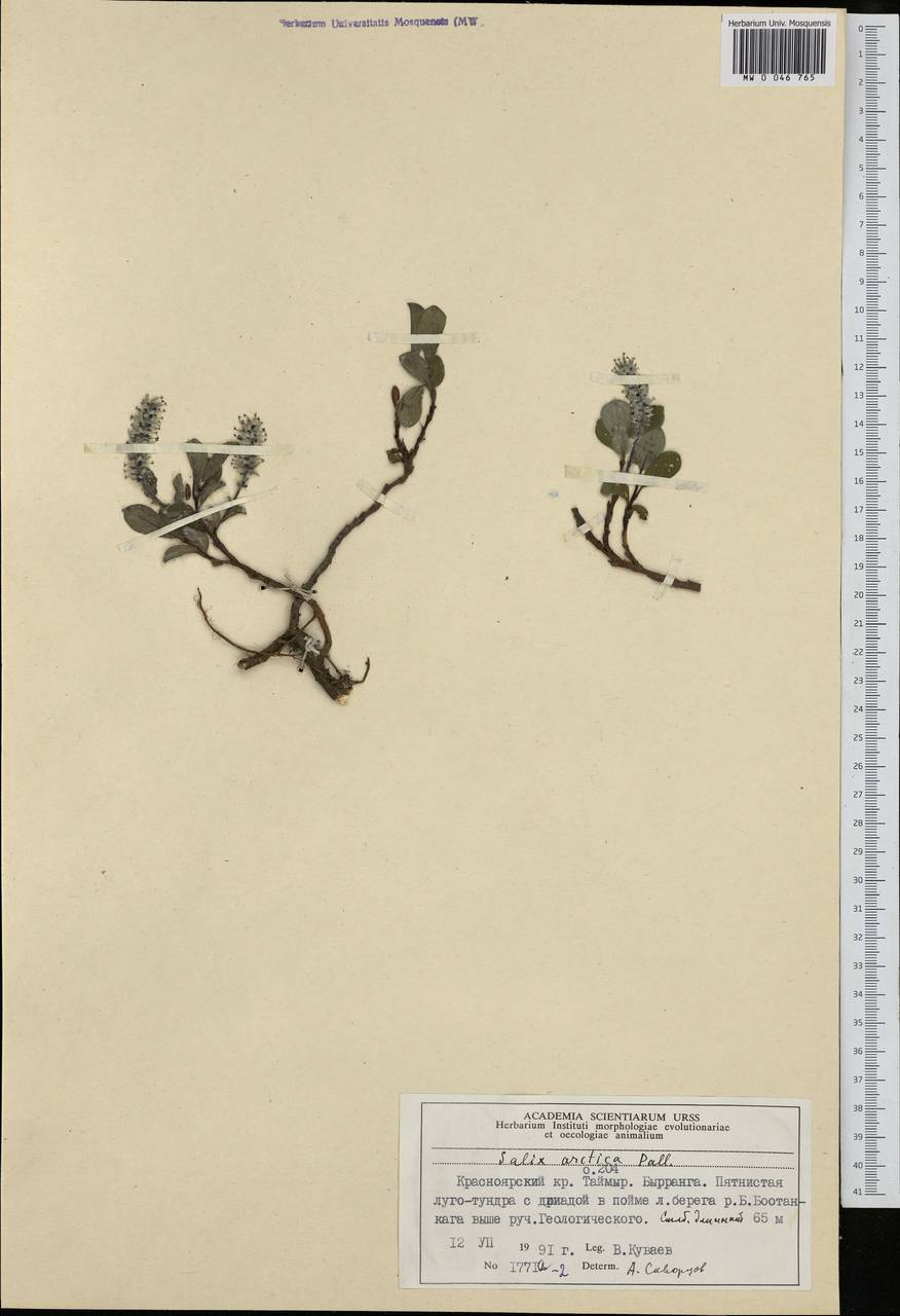 Salix arctica Pall., Siberia, Central Siberia (S3) (Russia)