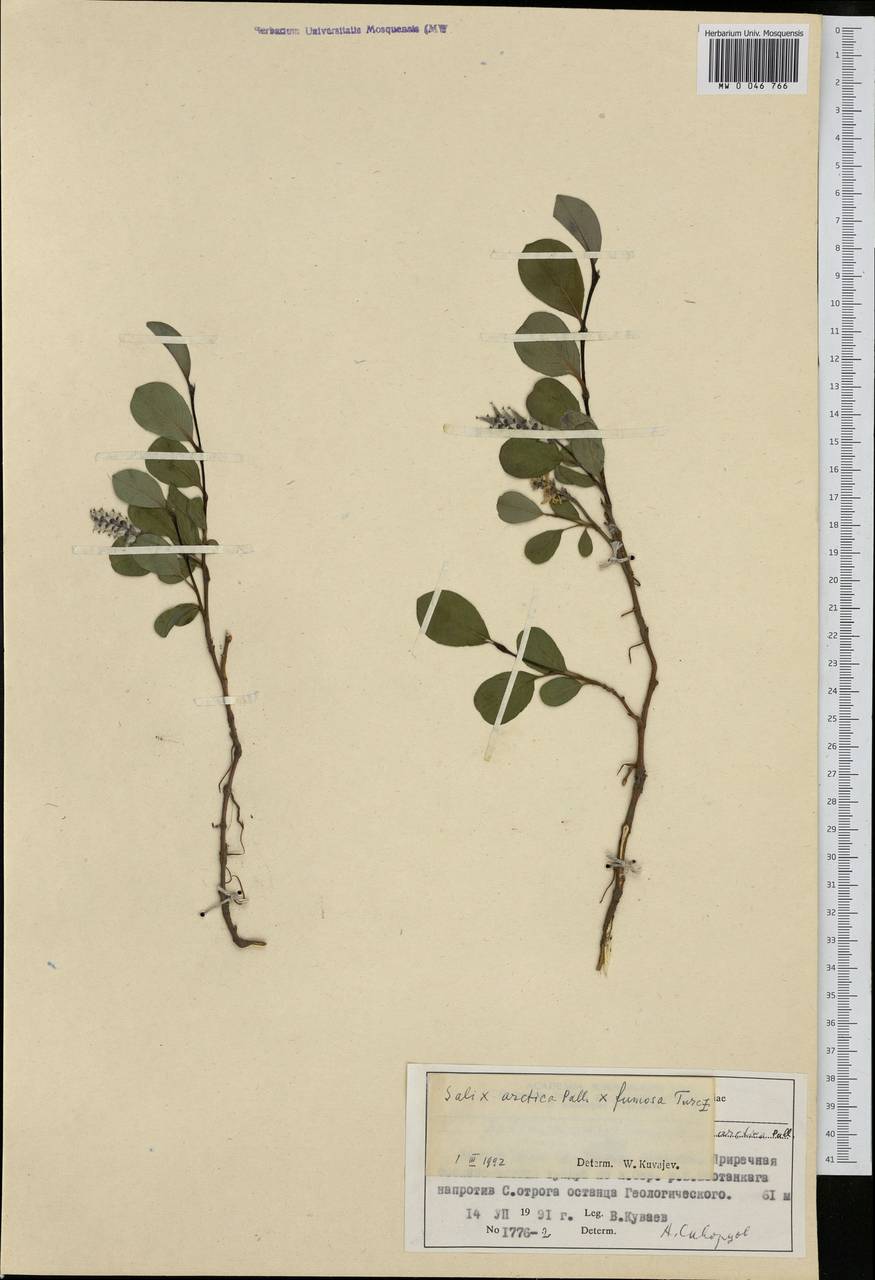 Salix arctica, Siberia, Central Siberia (S3) (Russia)