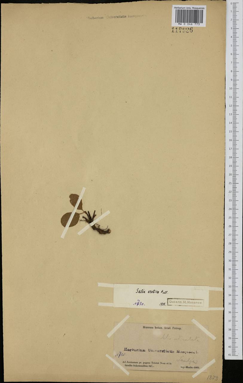 Salix arctica Pall., Siberia, Central Siberia (S3) (Russia)